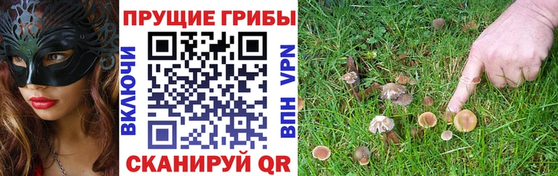 купить  сайты  Великие Луки  Псилоцибиновые грибы Magic Shrooms 